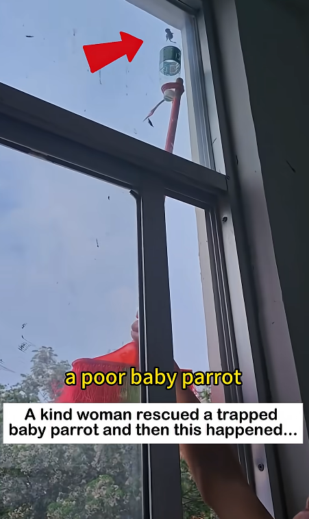 The Miraculous Journey of a Featherless Tiny Parrot🦜