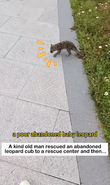 A Heartwarming Rescue: The Abandoned Leopard Cub and an Unbreakable Bond🐆