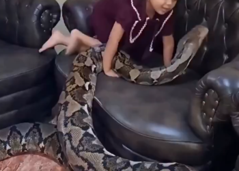 Chilling Living Room Encounter: Little Girl Plays Fearlessly with a Giant Python
