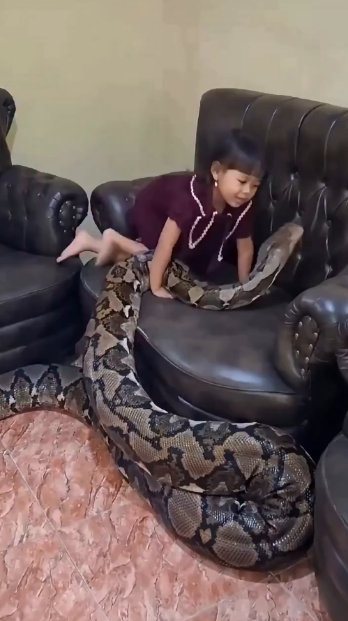 Chilling Living Room Encounter: Little Girl Plays Fearlessly with a Giant Python
