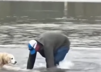 FROM THE DEPTHS OF THE WATER TO A MIRACULOUS REBIRTH: WHEN A LIFE IS NEVER GIVEN UP ON
