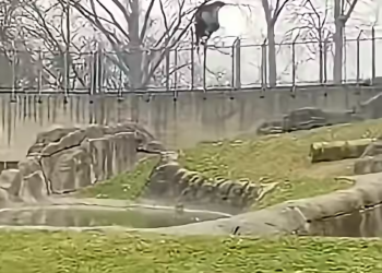 DEADLY FOOTSTEPS IN THE BEAST’S ENCLOSURE: A GENTLE GIANT’S BREATHTAKING TURNAROUND