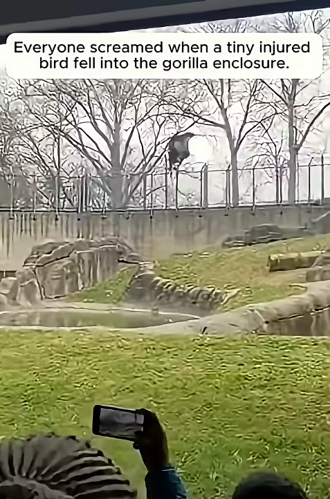 DEADLY FOOTSTEPS IN THE BEAST’S ENCLOSURE: A GENTLE GIANT’S BREATHTAKING TURNAROUND