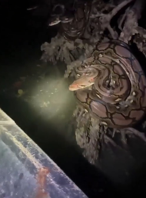 NIGHTMARE IN THE MIDNIGHT SWAMP: DRIFTING INTO A NEST OF GIANT PYTHONS DEEP IN THE MANGROVES